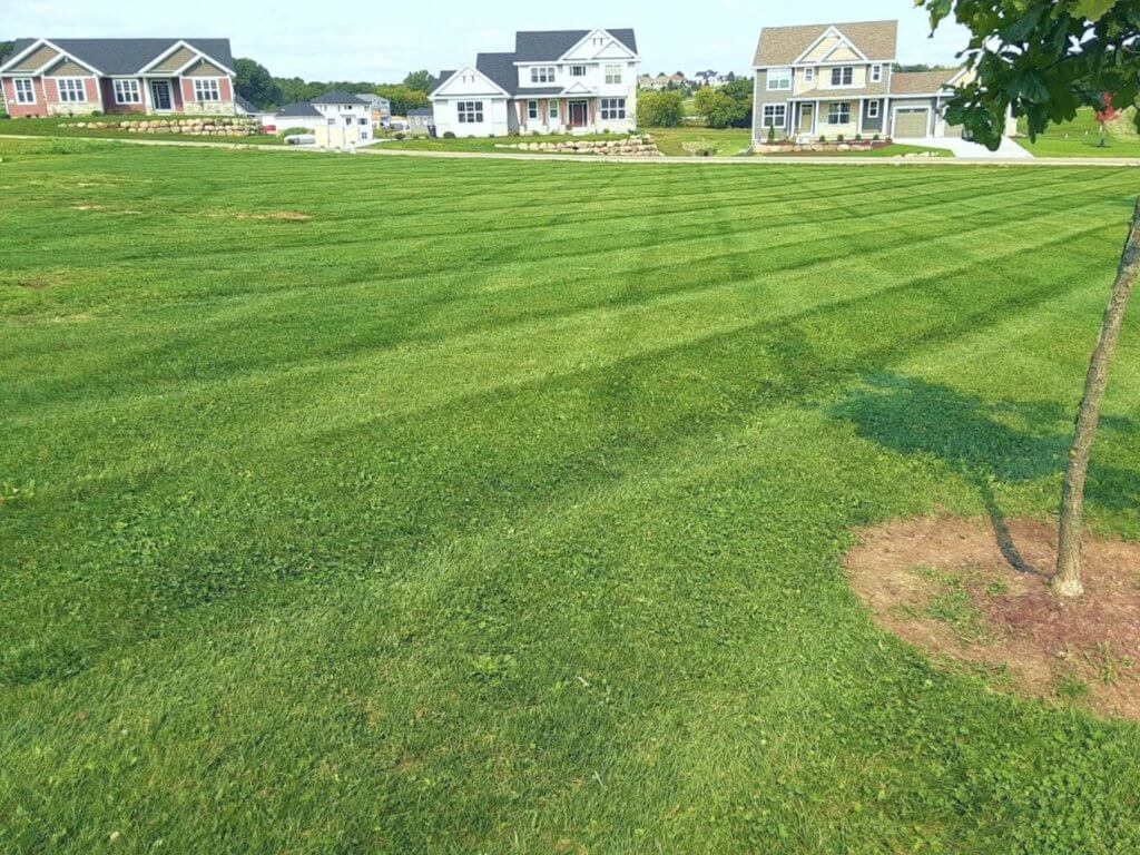 Clean cut by Green Mowers.